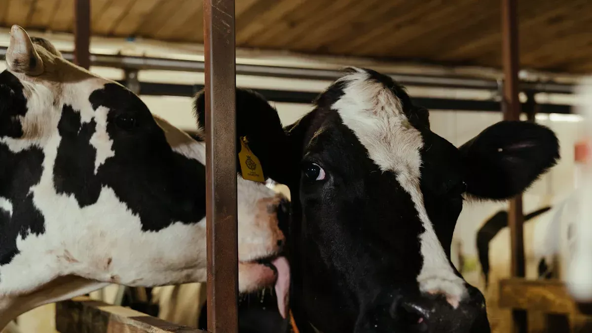 दूध उत्पादन के तीन चरण क्या हैं?